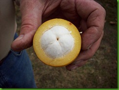 Garcinia macrophylla Garcinia macrophylla