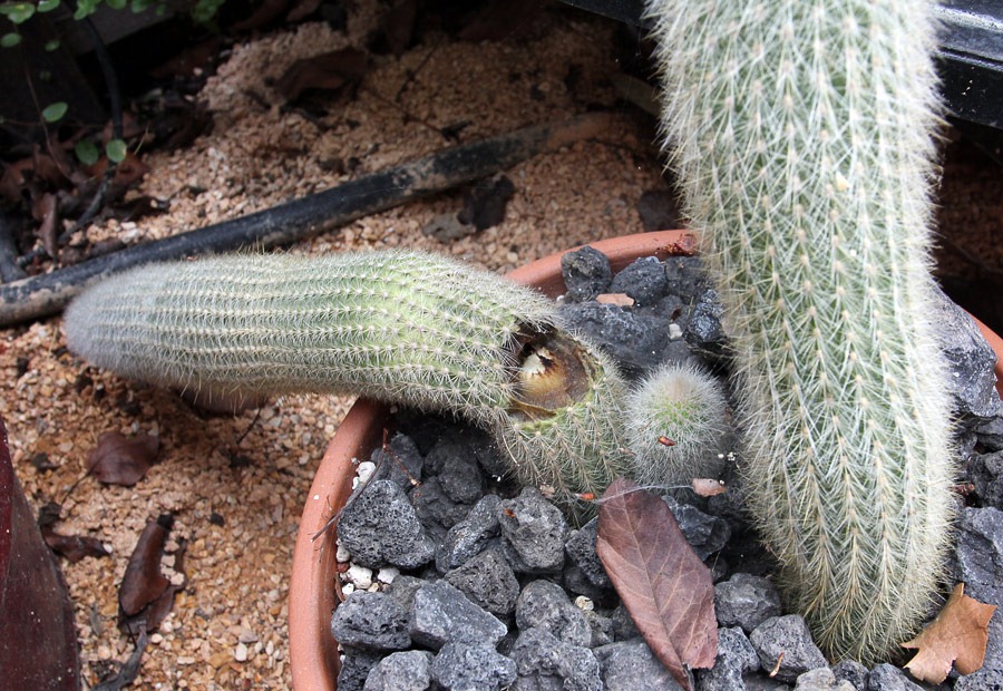 [120217_Cleistocactus-straussii_06%255B3%255D.jpg]