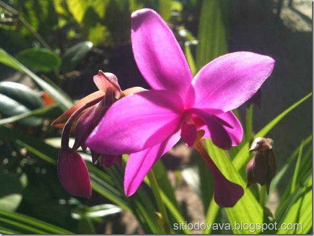 orquídea terrestre