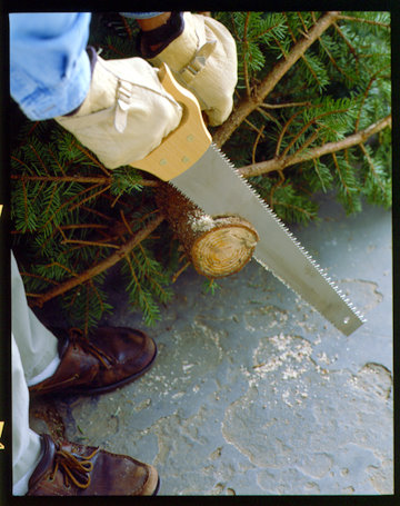 Before you bring in the tree, make a fresh cut on the bottom of the trunk to remove any dried sap. Get it into a stand right away, and water. Before you bring in the tree, make a fresh cut on the bottom of the trunk to remove any dried sap. Get it into a stand right away, and water.