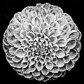 Dahlia No. 3