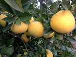 IMG_1574.JPG