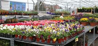 [save%2520with%2520smaller%2520plants%255B2%255D.jpg]