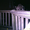 Racoon 012.JPG