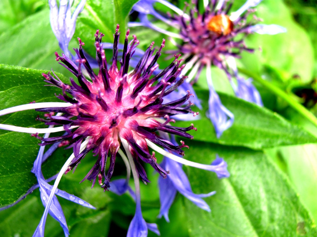 [purple%25202%255B11%255D.jpg]
