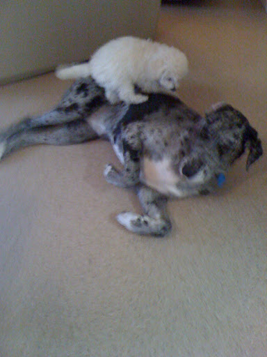 Sacramento-san Joaquin Delta Bioassay Monitoring Report: 1994-95: Second Annual Report Linda Deanovic