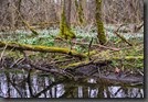 Frühlingsknotenblumen im Märzenbecher Urwald Leucojum vernalis Frühlingsknotenblume
