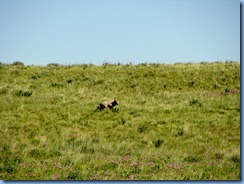 1309 Alberta Red Rock Parkway - Waterton Lakes National Park - a coyote 1309 Alberta Red Rock Parkway - Waterton Lakes National Park - a coyote