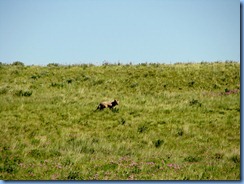 1309 Alberta Red Rock Parkway - Waterton Lakes National Park - a coyote