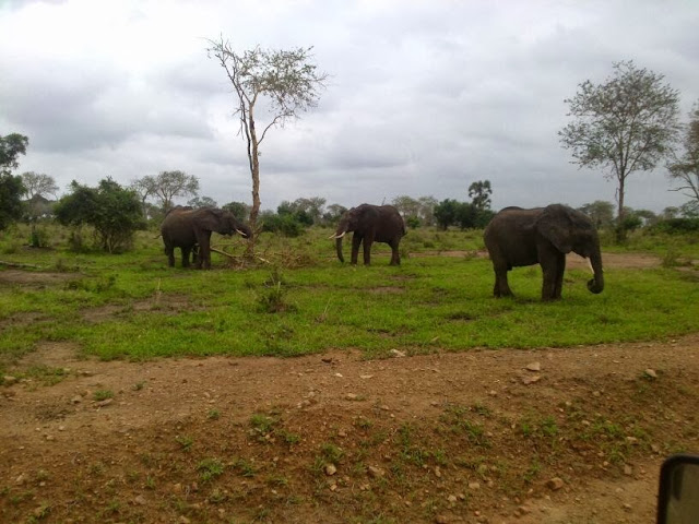 Mikumi National Park, Tanzania