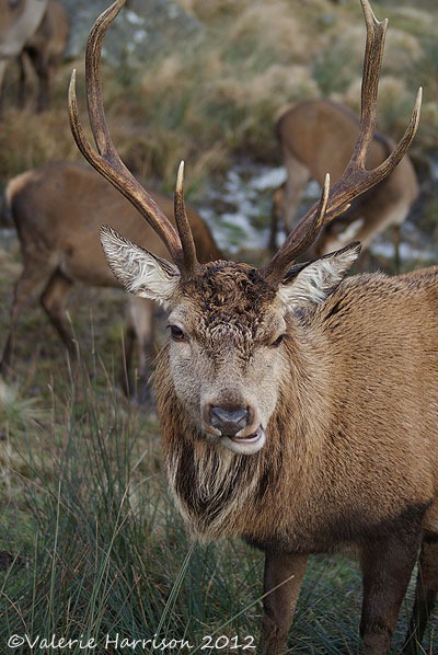 [38-red-deer%255B2%255D.jpg]