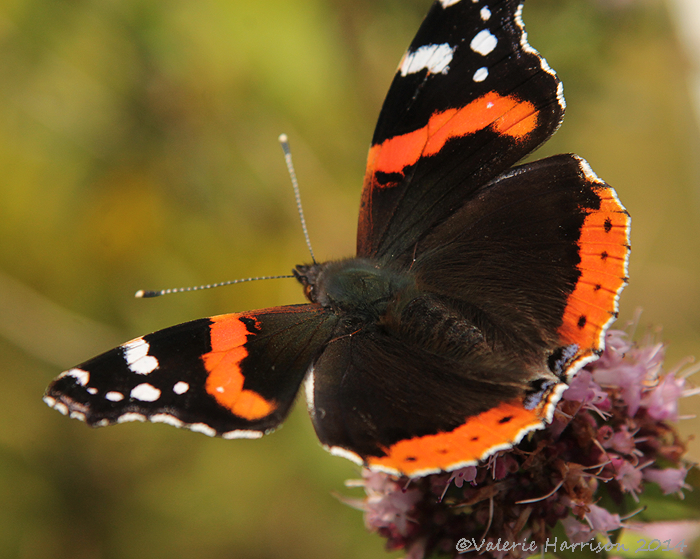 [Red-Admiral-2%255B2%255D.png]