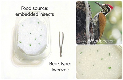 Montessori Tidbits:  Bird beak tweezer woodpecker