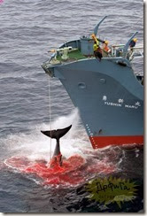 japon-chasse-baleine japon-chasse-baleine