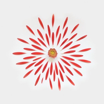 disembled_flowers_art_01