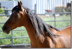 horses2011-3