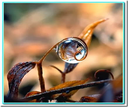 Gota de Paciência Gota de Paciência