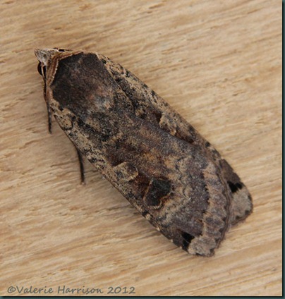 Large-Yellow-Underwing-7 Large-Yellow-Underwing-7