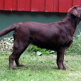 ina