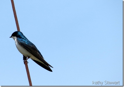 Tree Swallow on a cable