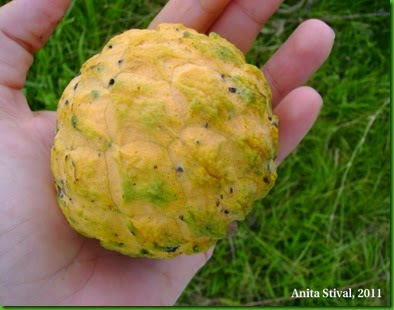 Annona sylvatica Annona sylvatica