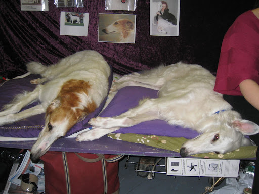 Zzzzz. Two Borzois rest up for their chance to compete.
