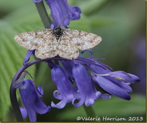 common-heath-moth