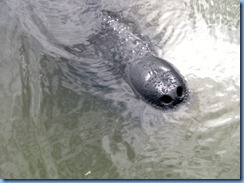 7939  private boat charter with Capt. Ron Presley  and his wife Karen - Banana River, Florida - Manatee