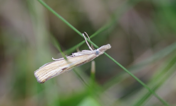 Crambidae : Crambinae : Crambus perlella (SCOPOLI, 1763) (?). Les Hautes-Lisières (Rouvres, 28), 23 août 2012. Photo : J.-M. Gayman