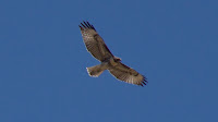 DSC03019.jpg