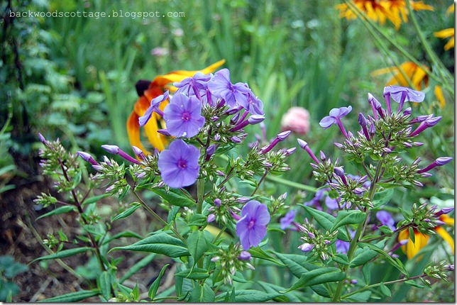 phlox