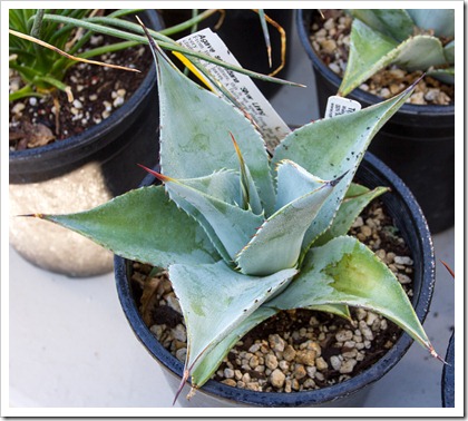 121013_RBG_Agave-sebastiana-Silver-Lining_02