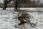 Pruning the Apple Trees at the Farm