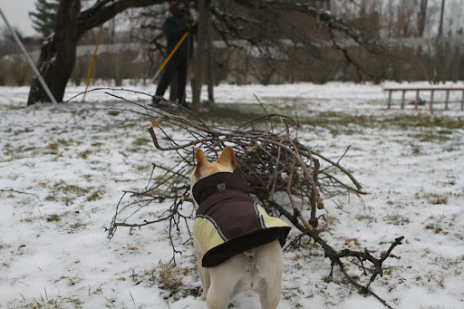 Oh, good! Danny from SavATree is here pruning the mature apple trees. I remember that late winter is the proper time for pruning these fruit trees because they are still dormant and haven't begun to send forth their spring growth. Oh, good! Danny from SavATree is here pruning the mature apple trees. I remember that late winter is the proper time for pruning these fruit trees because they are still dormant and haven't begun to send forth their spring growth.