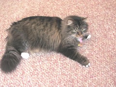 Christmas Holiday 12.23.12 Harley kitty with toy bird