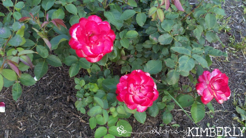 [rosegarden%255B4%255D.jpg]