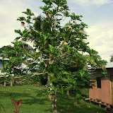 Breadfruit Tree