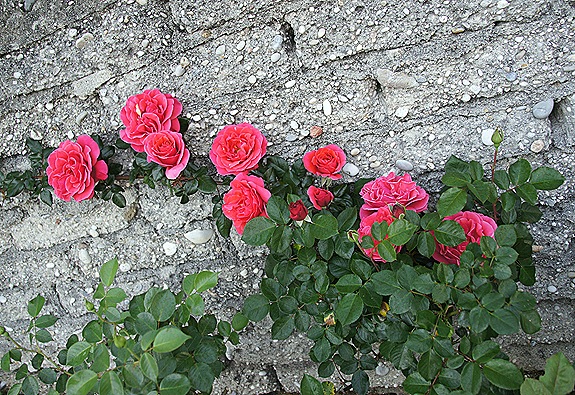rosa trepadeira vermelha - Gloria Ishizaka