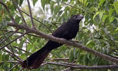 Groove Billed Ani NBC5