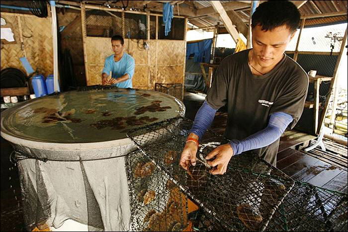 Image Dimension: 700x467 :: The making of Golden Pearl on the island of Palawan in southwestern Philippines The making of Golden Pearl on the island of Palawan in southwestern Philippines