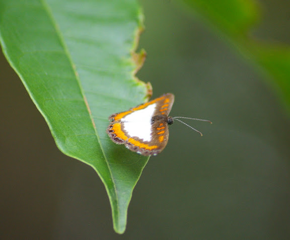Riodinidae : Nymphidium caricae LINNAEUS, 1758, mâle. Saut Athanase (Guyane). 21 novembre 2011. Photo : J.-M. Gayman