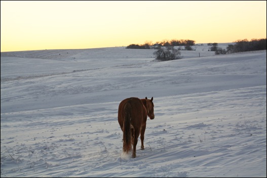 snow horses 101b copy snow horses 101b copy