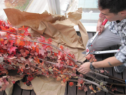 Tom needs to use loppers to easily cut through the branches.