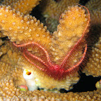 Brittlestar