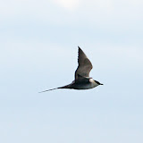 Long-tailed jaeger