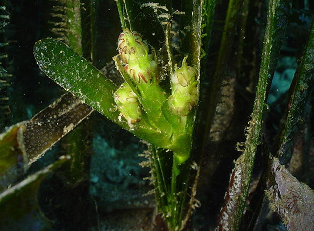 flor posidonia.jpg