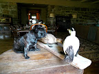 One thing I don't understand is Martha's fascination with taxidermy.  The word 'taxidermy' is derived from two ancient Greek words; taxis, meaning movement; and derma, meaning skin.  Do you think these ducks still have their skin?
