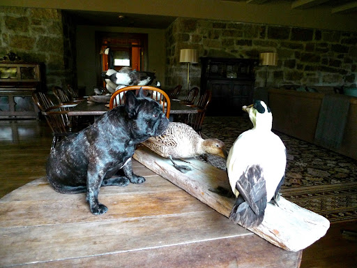 One thing I don't understand is Martha's fascination with taxidermy.  The word 'taxidermy' is derived from two ancient Greek words; taxis, meaning movement; and derma, meaning skin.  Do you think these ducks still have their skin?