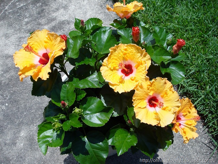hibiscus