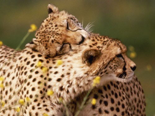 Come Fall In Love